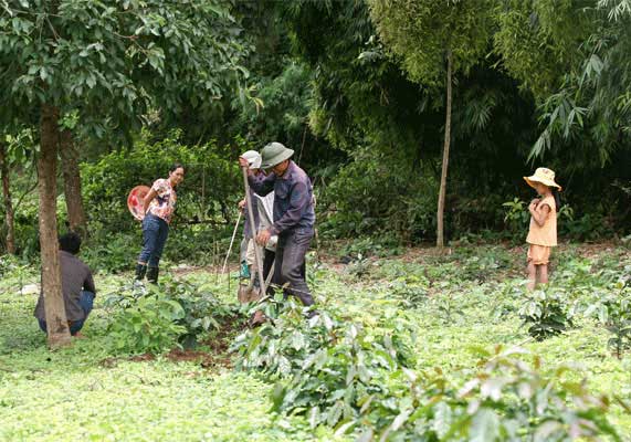 Oriberry hỗ trợ nông dân trồng cà phê ở Điện biên